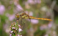 Moustached Darter (Male, Sympetrum vulgatum)